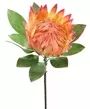 75cm King Protea Peach Pink 1
