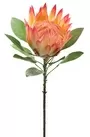 75cm King Protea Peach Pink 2