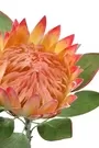75cm King Protea Peach Pink 3