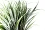 32cm Vanilla Grass Frosted Green 2