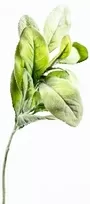 30cm Lambs Ear Solid Leaf