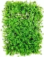Vertical Garden Broad Leaf Plants With Ferns Design 40x60cm 1