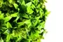 Grass Ball Ivy 15cm 2