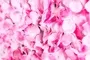 Vertical Garden Blooming Pink Hydrangea Flower Design 60x40cm 2