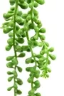 Beaded Succulent String Of Peals Green 2