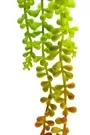 Beaded Succulent String Of Peals Green Orange 2