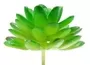 Small Succulent Dark Green 1