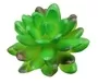 Small Succulent Dark Green 2
