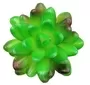 Small Succulent Dark Green 3