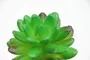 Small Succulent Dark Green 4