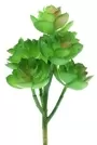 Mini Succulent Round Leaf With Point Green 1