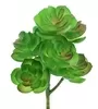 Mini Succulent Round Leaf With Point Green 2