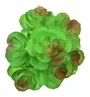 Mini Succulent Round Leaf With Point Green 3