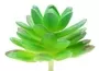 Mini Succulent Round Oval Leaves Light Green 1