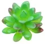 Mini Succulent Round Oval Leaves Light Green 2