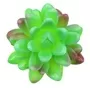 Mini Succulent Round Oval Leaves Light Green 3