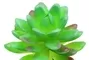 Mini Succulent Round Oval Leaves Light Green 4