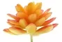 Mini Succulent Round Oval Leaves Orange 1