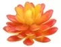 Mini Succulent Round Oval Leaves Orange 2