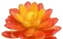 Mini Succulent Round Oval Leaves Orange 3