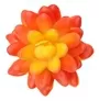 Mini Succulent Round Oval Leaves Orange 4