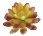 Mini Succulent Round Oval Leaves Brown 2