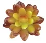 Mini Succulent Round Oval Leaves Brown 3
