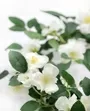 White Flower Garland 3
