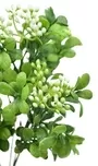 Mini Berry Bush White With Round Leaves 6 Stems 4