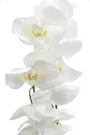 90cm White Orchid Stem 9 Heads 4