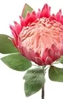 75cm King Protea Pink 3