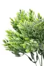 22cm Mini Pine Plant Green 3