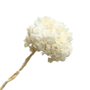 Dried Hydrangeas Dri108