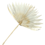 Dried Sun Palm Fan Dri204