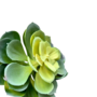 Artificial Succulent Close Sil18t
