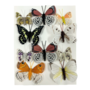 Assorted Natural Feathered Butterflies But38