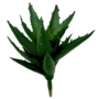 Pineapple Succulent Green Sil10e
