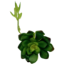 Desert Rose Succulent Dark Green Close Up Sil10i