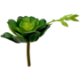 Desert Rose Succulent Dark Green Sil10i
