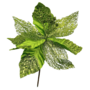 Lime Green Poinsettia 30 Cm Xma24nb