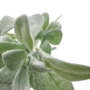 Lambs Ear Branch Light Green 50cm Close