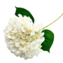 Hydrangea White 25 X 70 Cm Sil153