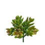 Succulent Light Green 12 X 13 Cm Sil96f
