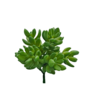 Succulent Dark Green 12 X 13 Cm Sil96f 1