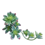 Succulentgrey Green 7 Heads 30 Cm Sil96g 4