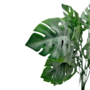 Monstera Delicious Dark Green Close 36cm Sil157