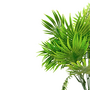 Palm Leaf Bush Light Green Close 36 Cm Sil1