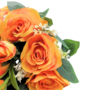 Roses Orange Close