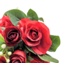 Roses Red Close