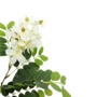 Locust Green Leaf Branch With White Flowers 125cm Close Up